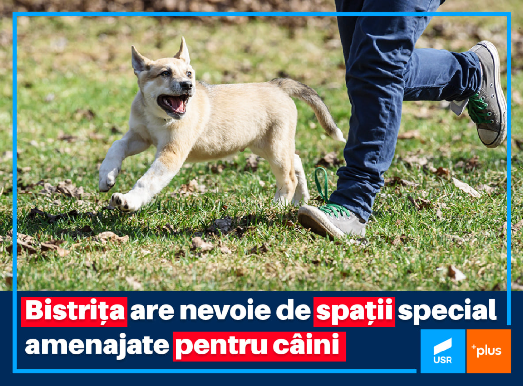 parccaini
